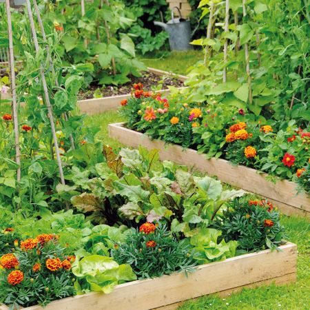 Raised beds in vegetable garden with brans, beets, lettuce, and marigolds