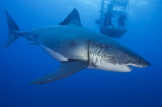 A 20-foot-long (6 m) female great white shark nicknamed Amanda off Guadalupe Island.