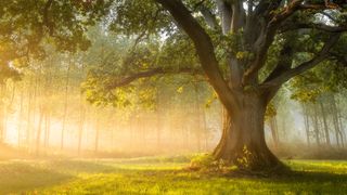 A lone tree in golden light.