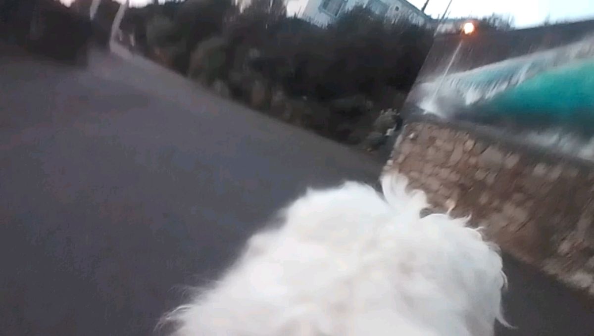 Enabot ROLA Pet Tracker review
