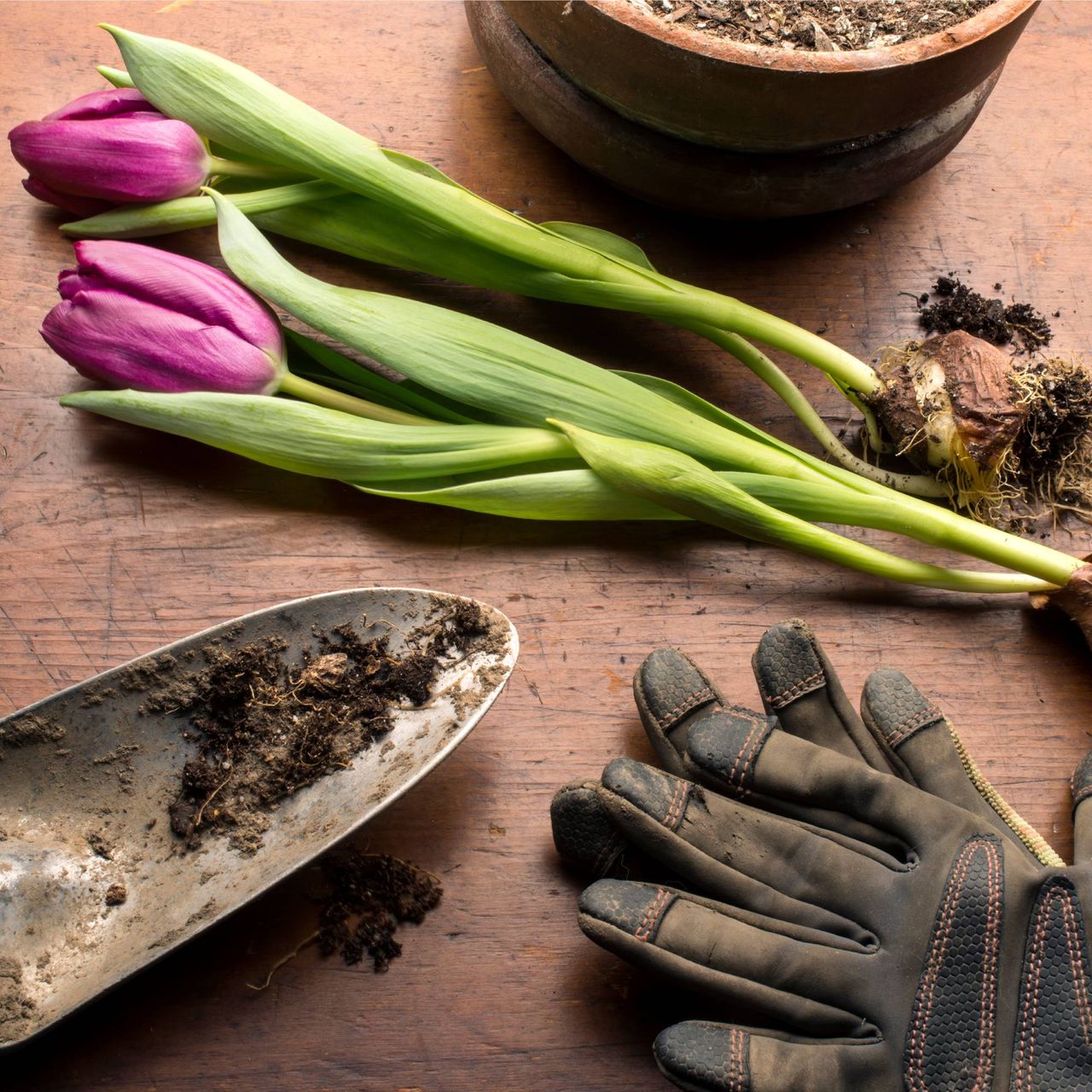 How to divide tulip bulbs first requires digging them up