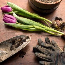 How to divide tulip bulbs first requires digging them up