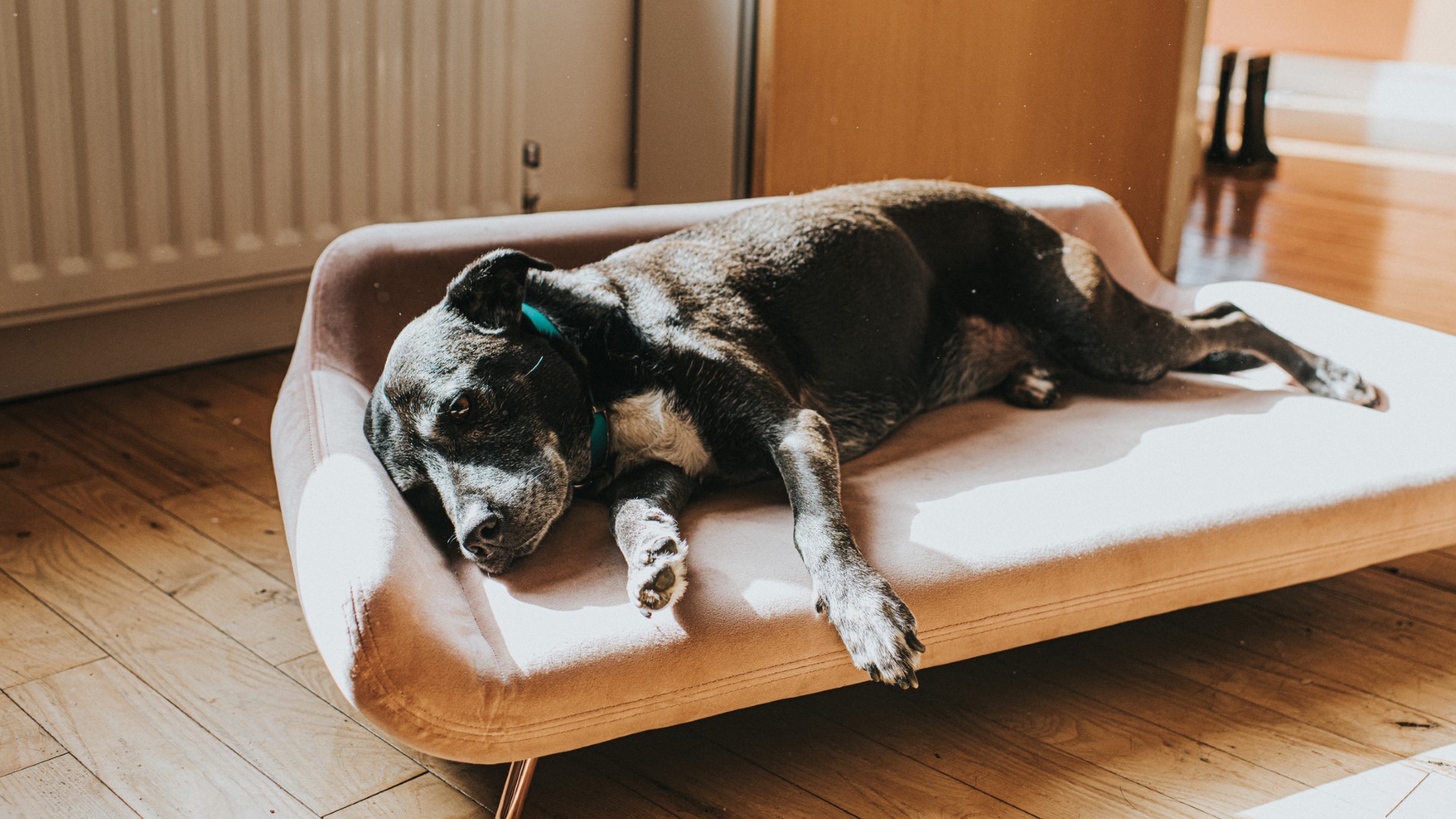 a senior large-breed dog lies on an elevated dog bed