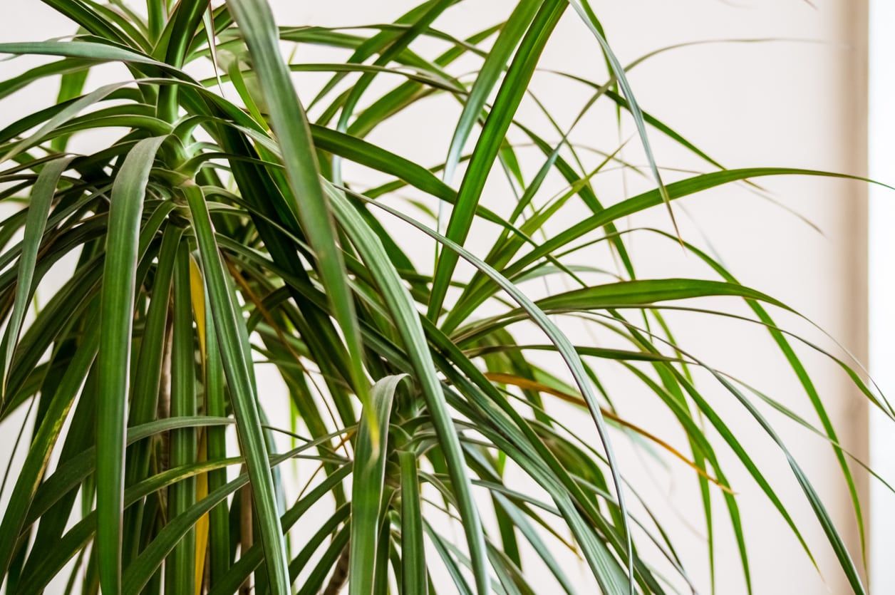 dracaena leaves