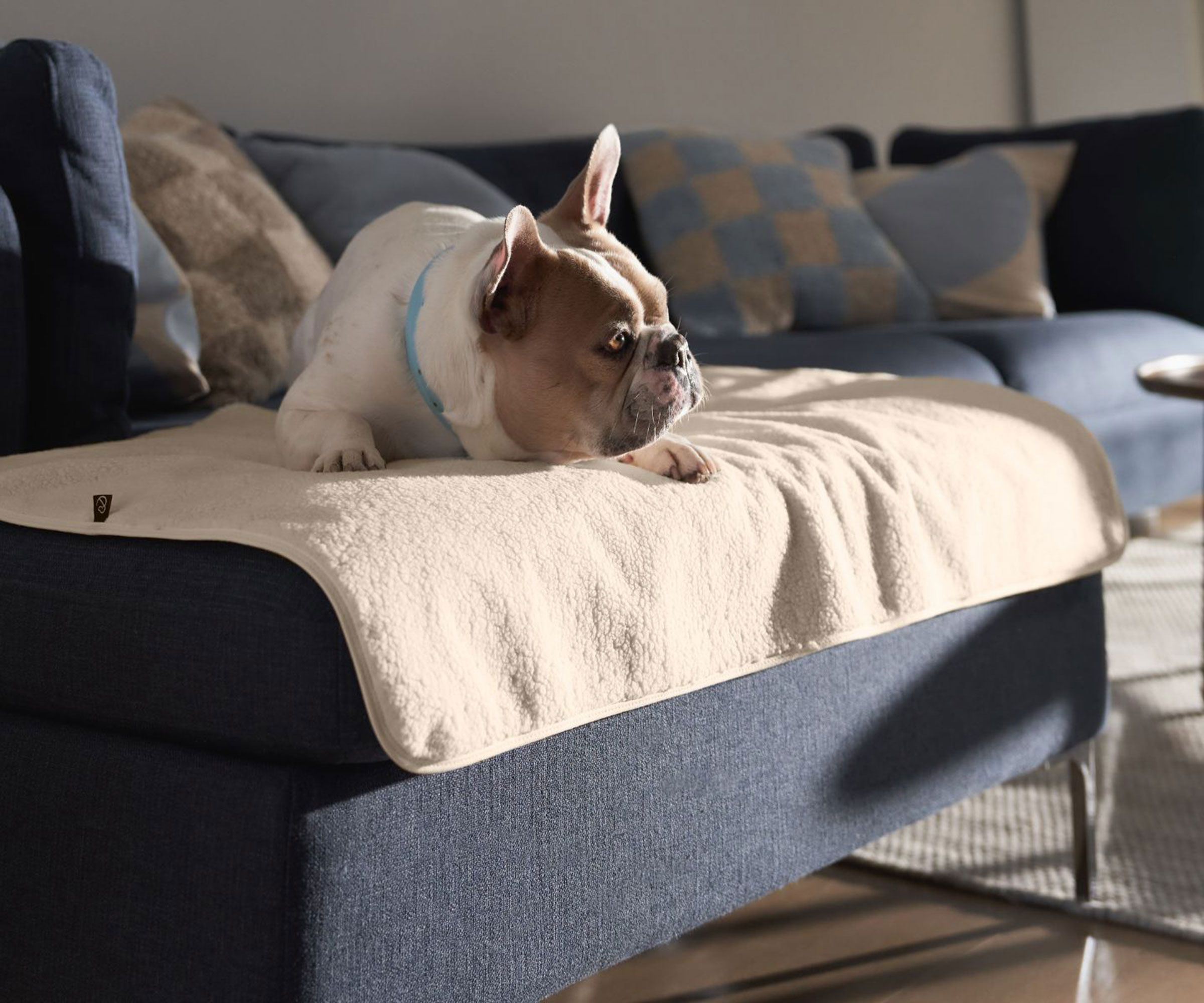 Bulldog lying on raised dog bed