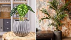 Two images side by side. Image on left is close up of elephant ear plant in gray ridged plant pot and the other is a tall Kentia palm against a brown textured wall and leather sofa