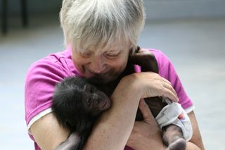 Sue Savage-Rumbaugh cradles the young bonobo Teco.