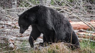Black bear on Vancouver Island