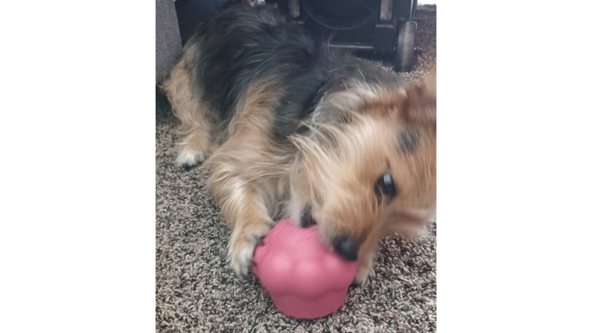 Michael's dog biting into the SodaPup Ice Cream Cone Treat Dispenser Dog Toy, one of the best long lasting dog chews