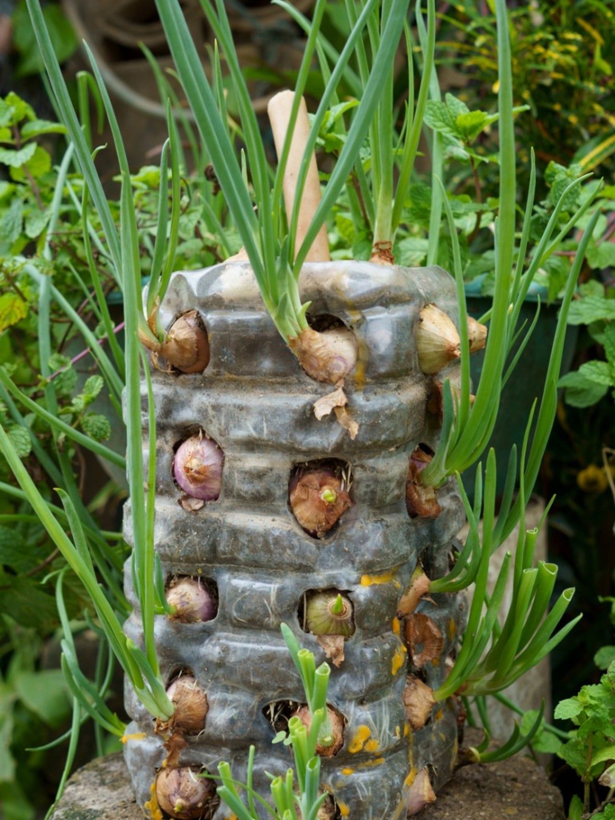 Onions Growing Vertically In A Plastic Bottle