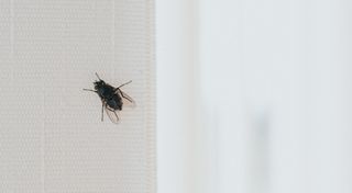 A fly on an interior blind