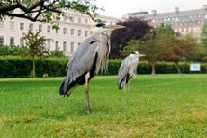 A sight Richard Fitter thought was lost: stately herons now thrive in Regent’s Park, unfazed by people, as well as in Battersea Park.