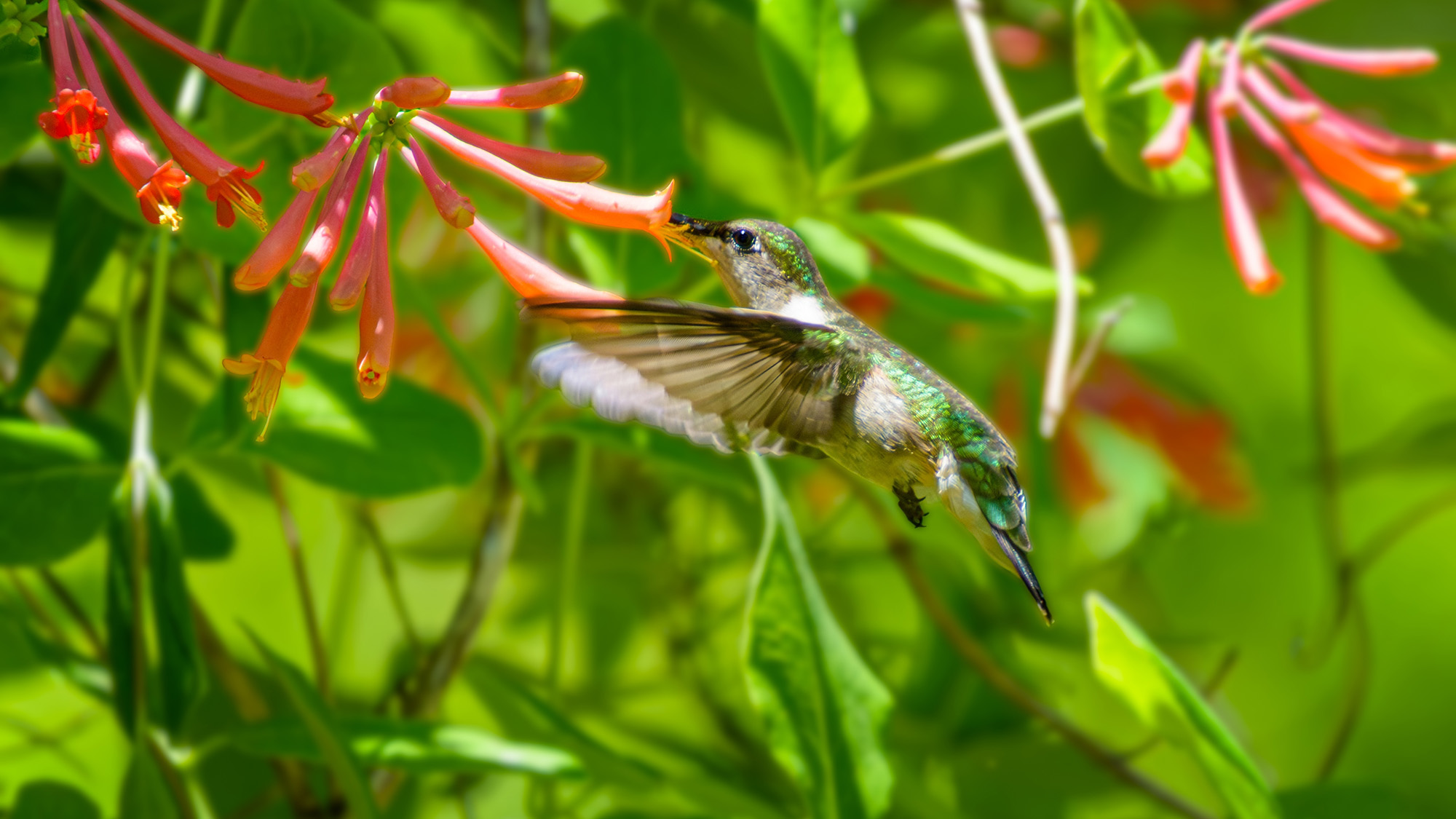 Hummingbird on trumpet honeysuckle