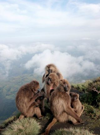 A gelada reproductive unit on the edlge of a cliff. Three adult females sit with their infants (foreground) while their leader male looks on (background).