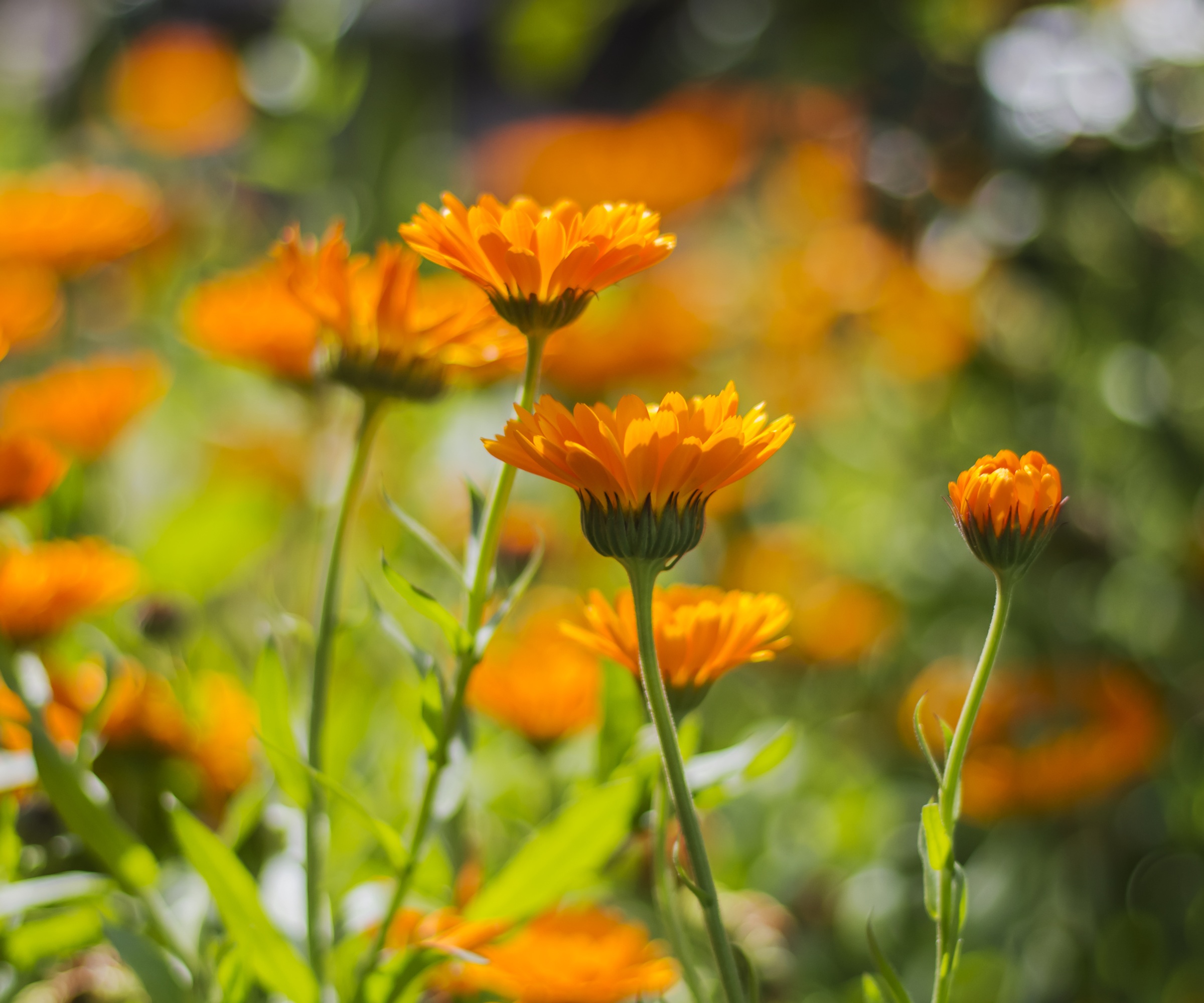Calendula, marigold