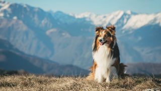 shetland sheepdog with mountains in the background