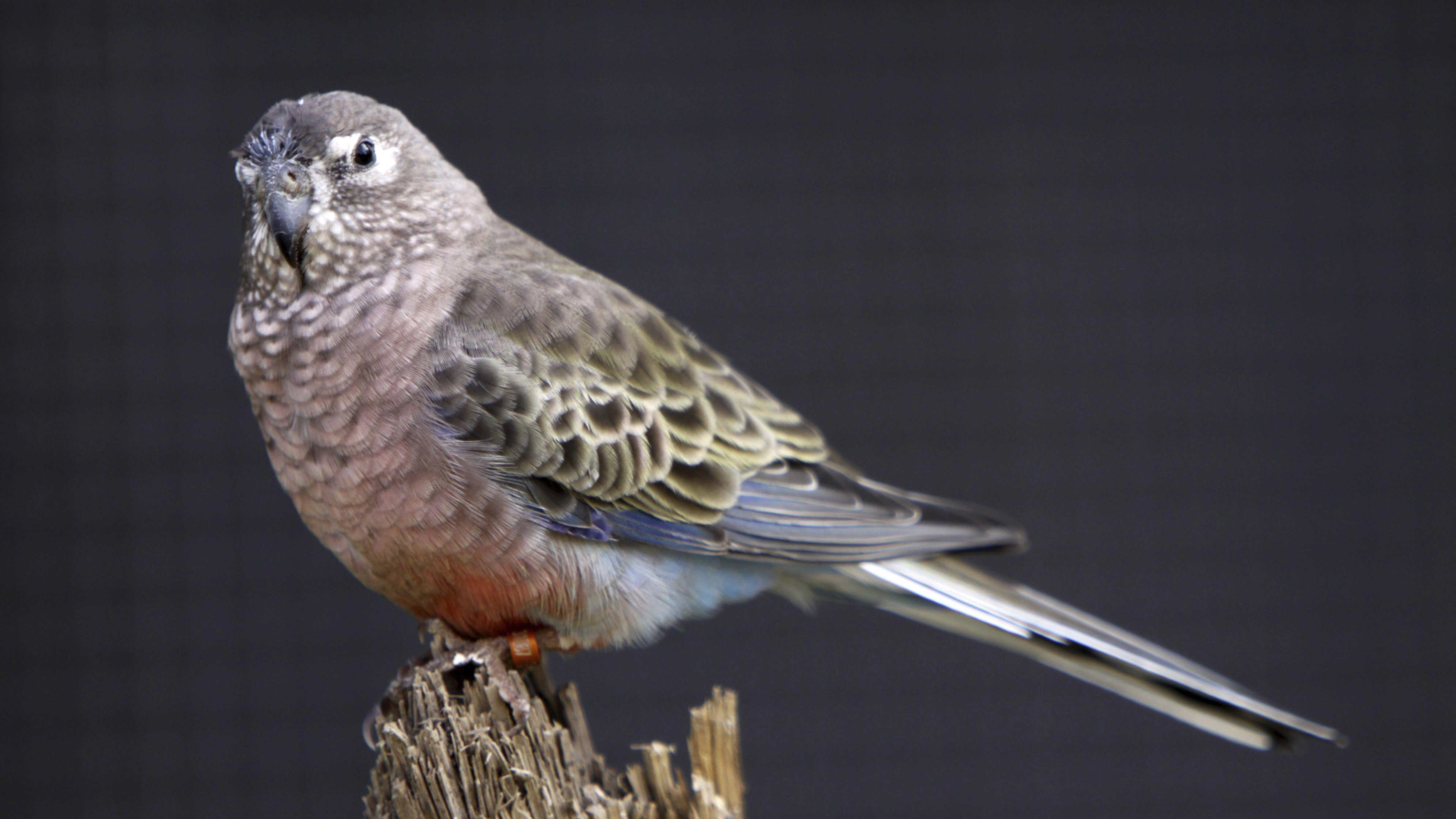 Bourke's parakeet