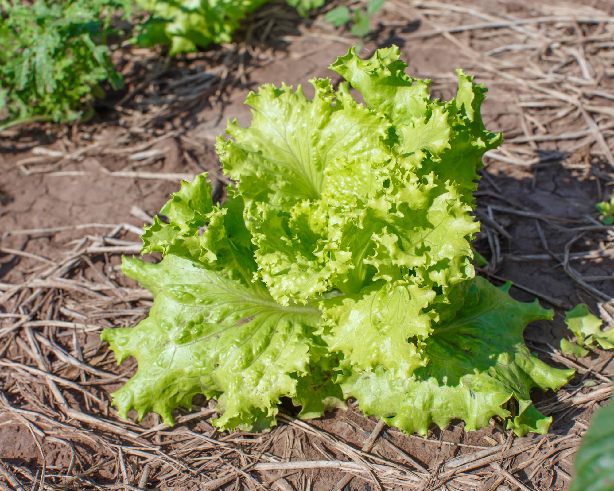 Light green loose leaf lettuce
