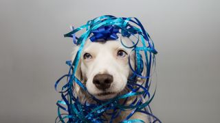 Puppy with with a blue ribbon on head and serpentine