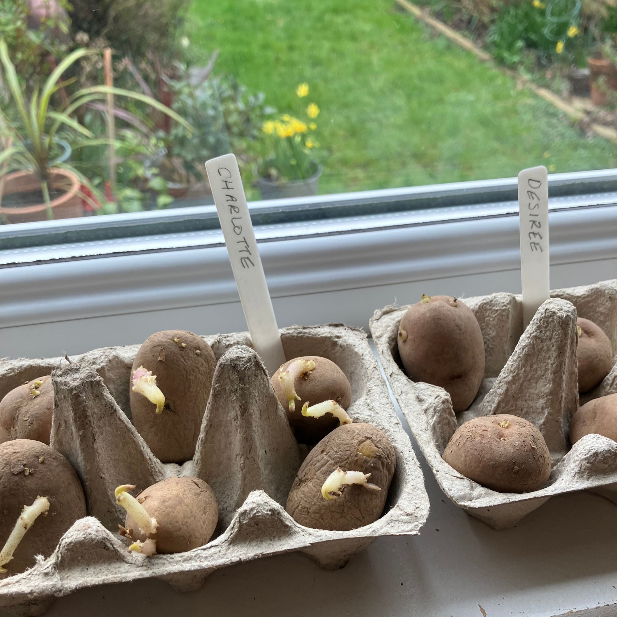 recycling egg cartons to chit potatoes