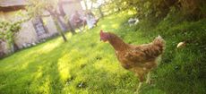 Happy free hen in garden near the old farmhouse