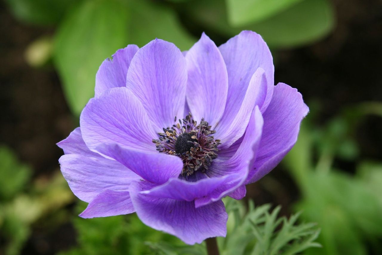 A Purple Anemone Plant