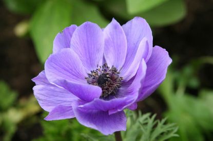 A Purple Anemone Plant