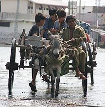 brooke-donkey-floods1.JPG