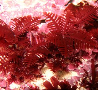 Australian seaweeds are threatened by global warming.