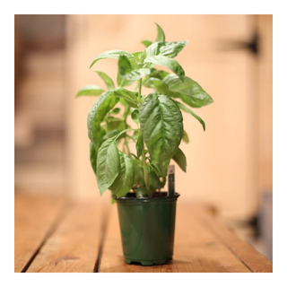 A live basil plant