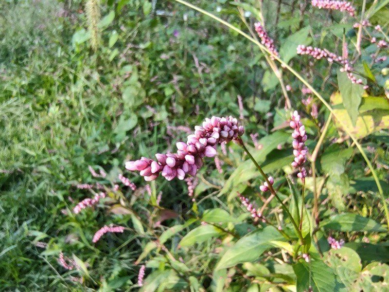 Motorola Edge 2021 Camera Sample Macro Mode