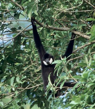 A southern white-cheeked gibbon (<em>Nomascus siki</em>) at the Endangered Primate Rescue Center, Cuc Phoung National Park, Vietnam.