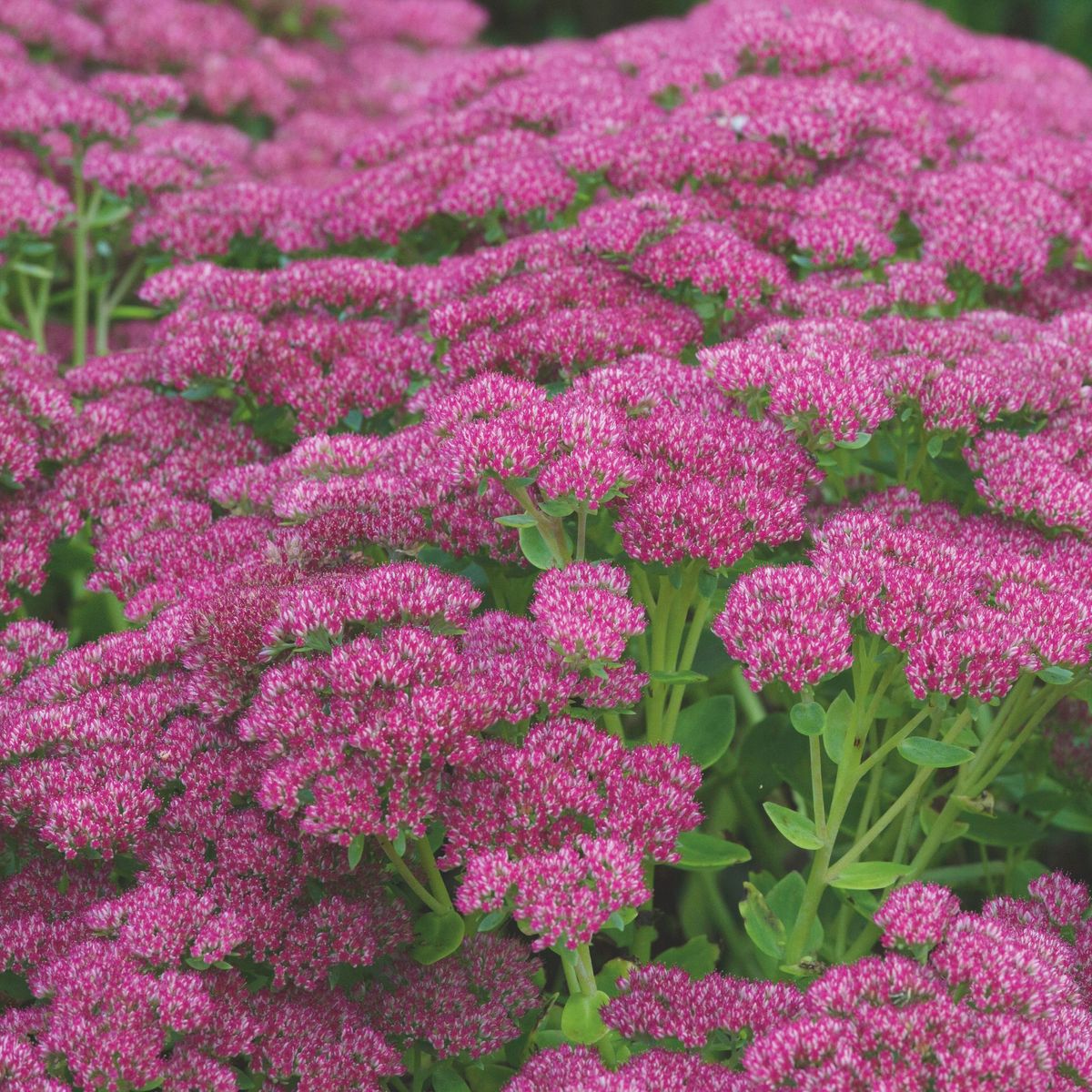 วิธีปลูก sedum สำหรับเขตแดนที่มีการบำรุงรักษาต่ำ