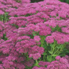 Pink flowering sedums