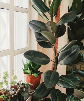 rubber plant indoors
