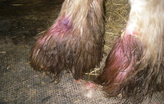 Shamrock's back legs were infested with maggots