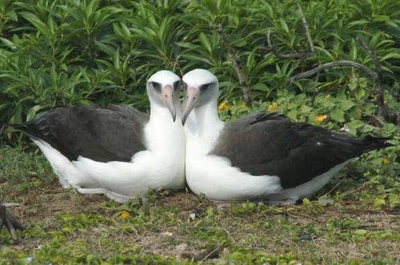 Paired female Laysan albatrosses.