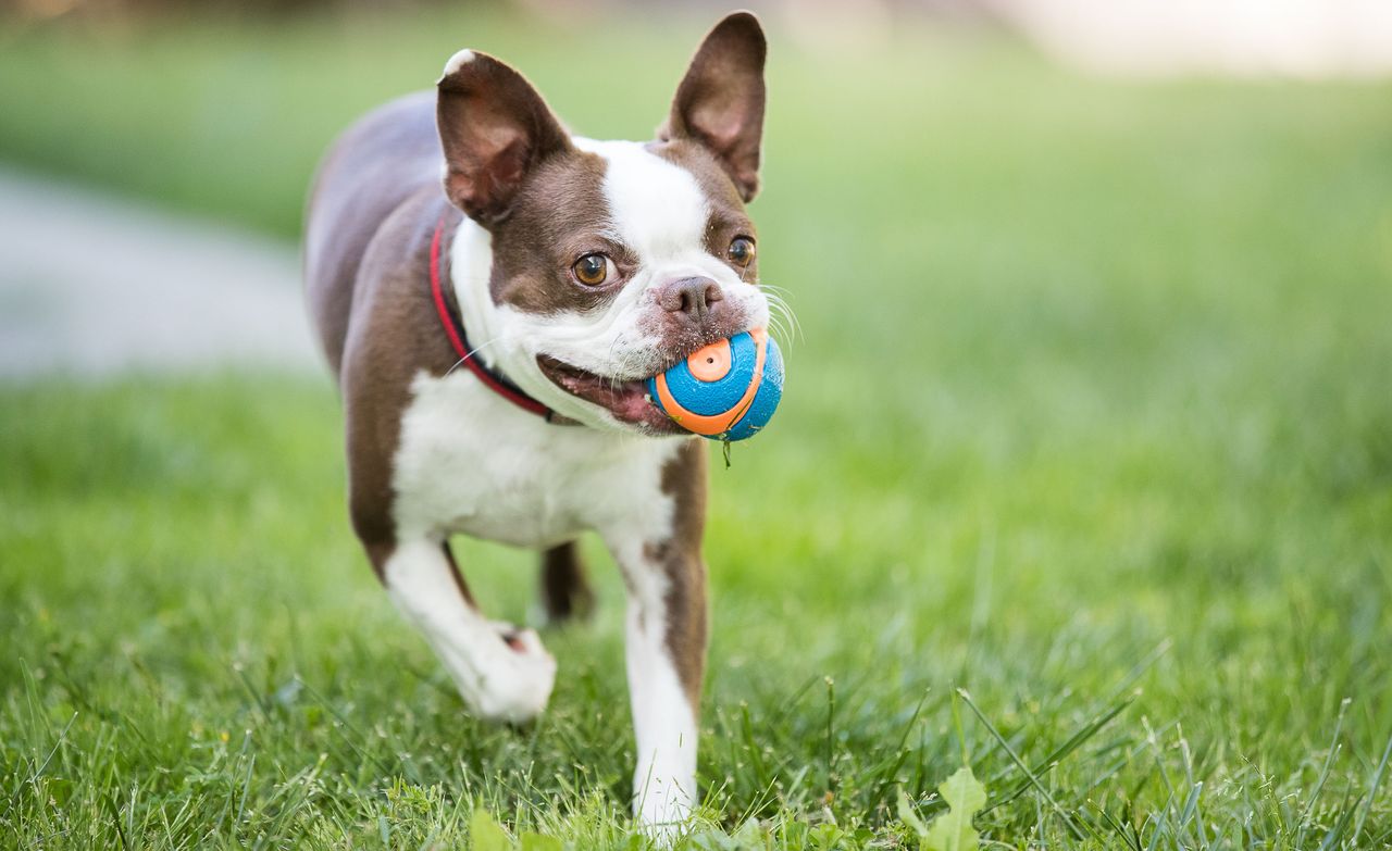 the best dog toys revealed