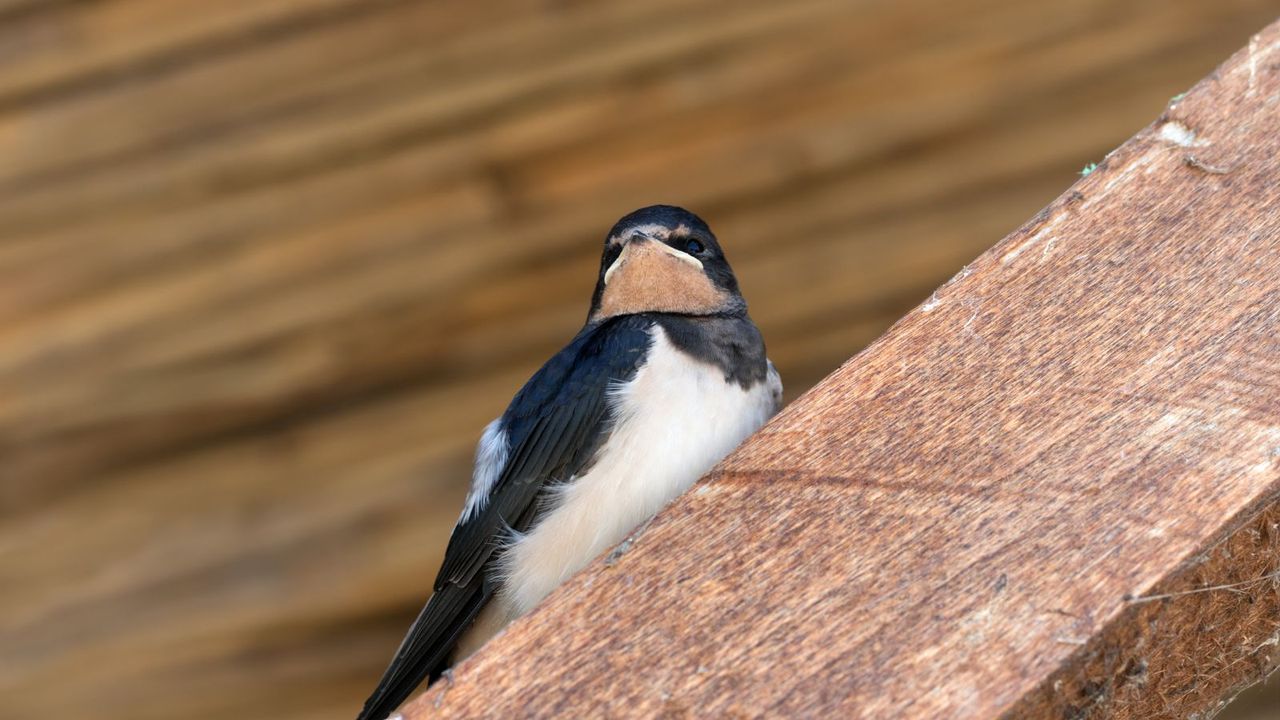 Bird in an attic on wooden beam