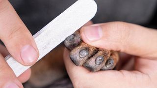 Dog getting their nails filed with one of the best dog nail files