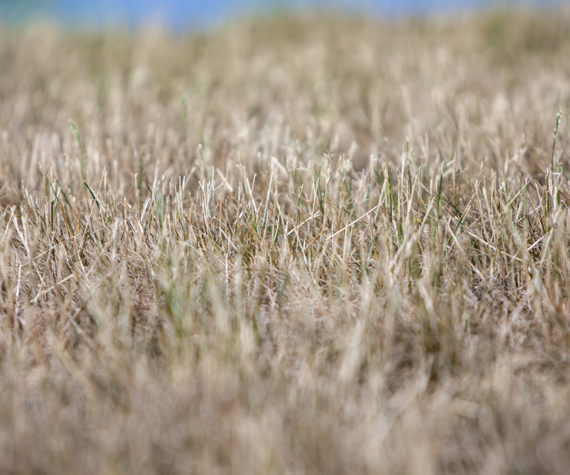 A brown lawn due to drought