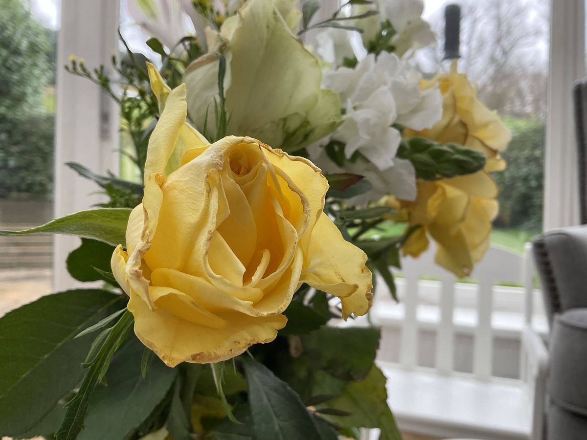 Images taken on a variety of backgrounds