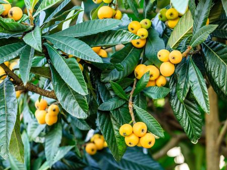 Loquat Fruit Tree