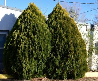 Leyland Cypress trees at Tucumcari, Quay County, New Mexico, USA