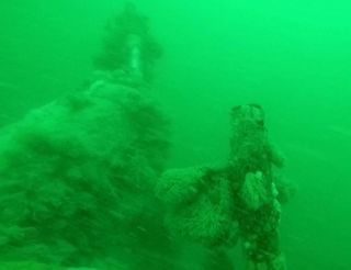 The U-boat wreck is now entirely covered with weeds, anemones and barnacles after almost 100 years on the seafloor.