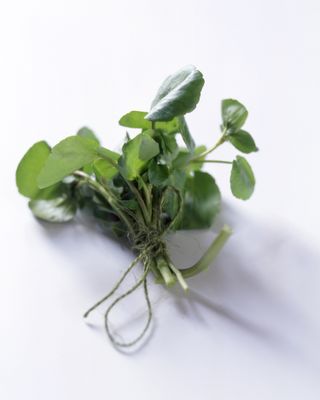 How to grow watercress tied in a bundle