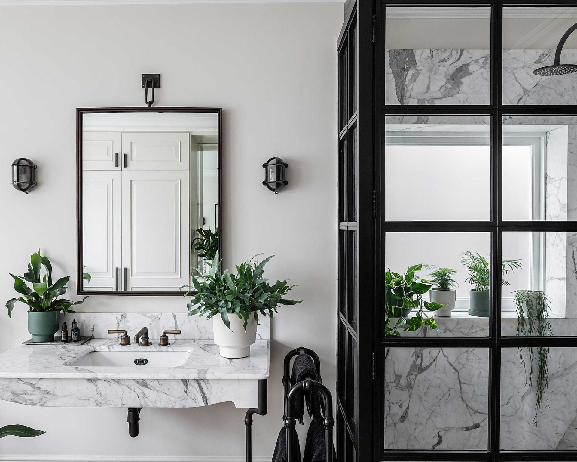 multiple houseplants in living space