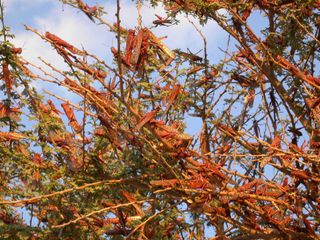 a desert locust swarm in Israel in 2004.