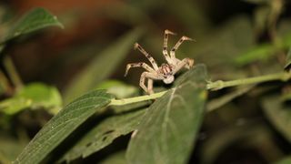 A Brazilian wandering spider stands on its hind legs on a leaf stem.