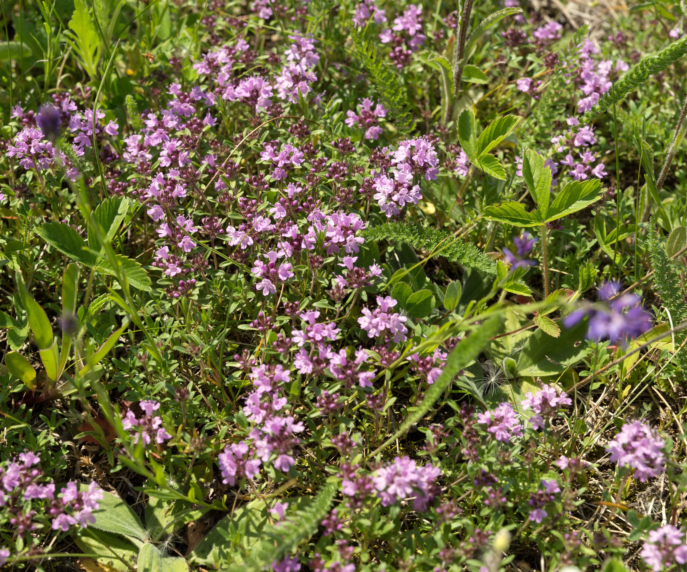 creeping thyme growing in mass planting with purple flowers